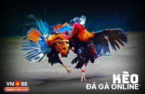 Kèo đá gà online VN88