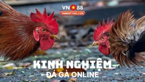 Kinh nghiệm đá gà online VN88