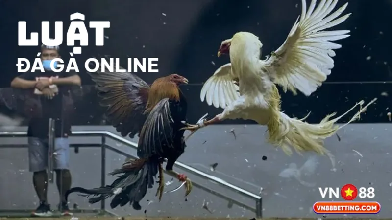 Luật đá gà online VN88