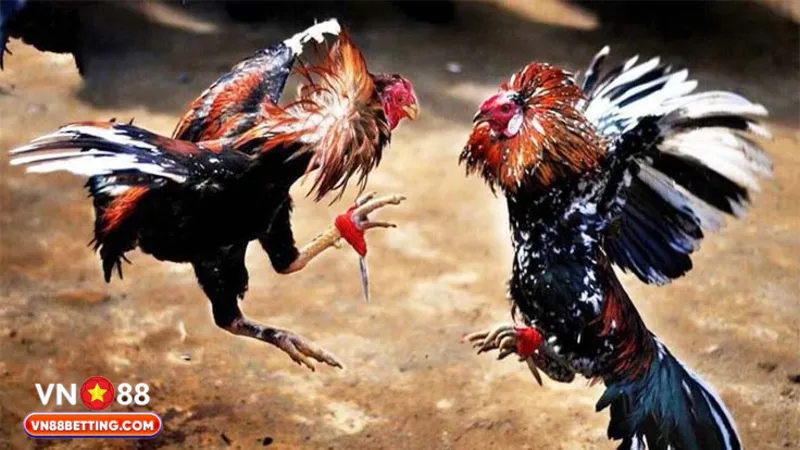 Những mẹo soi kèo đá gà online siêu hiệu quả từ VN88